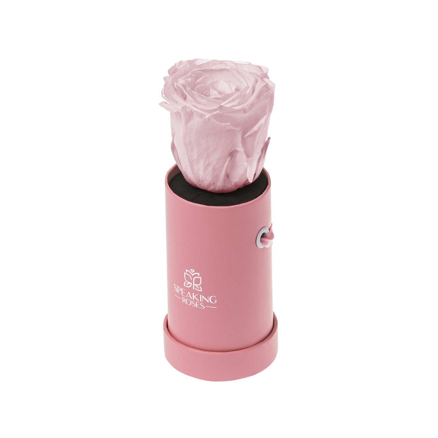 Pink rose in a cylindrical holder on a white background