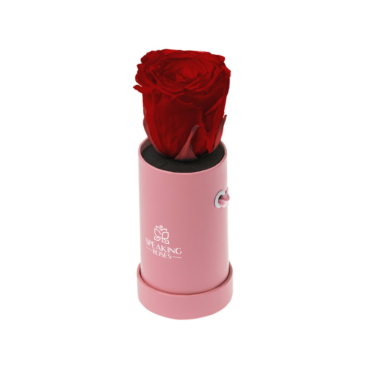 Red rose in a pink cylindrical container with a brand logo on a white background