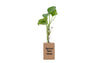 Fridge Magnet Planter Sprout New Ideas With Test Tube