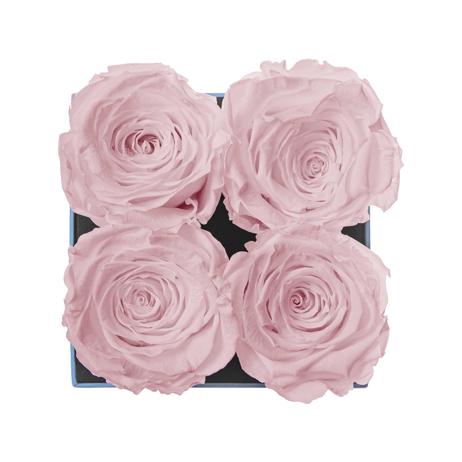 Four pink roses in a box on a white background