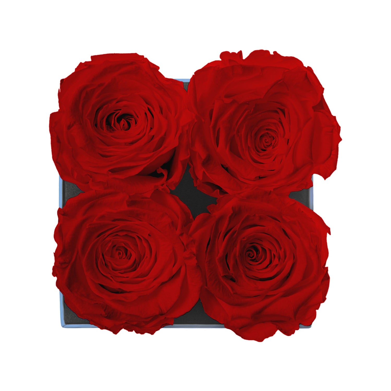 Four red roses in a square box on a white background