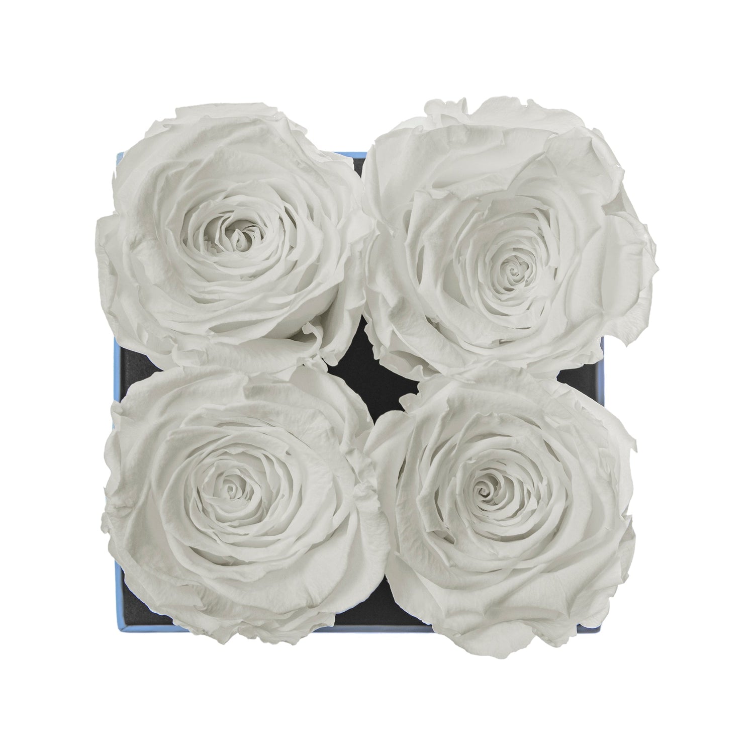 Four white roses in a box on a white background