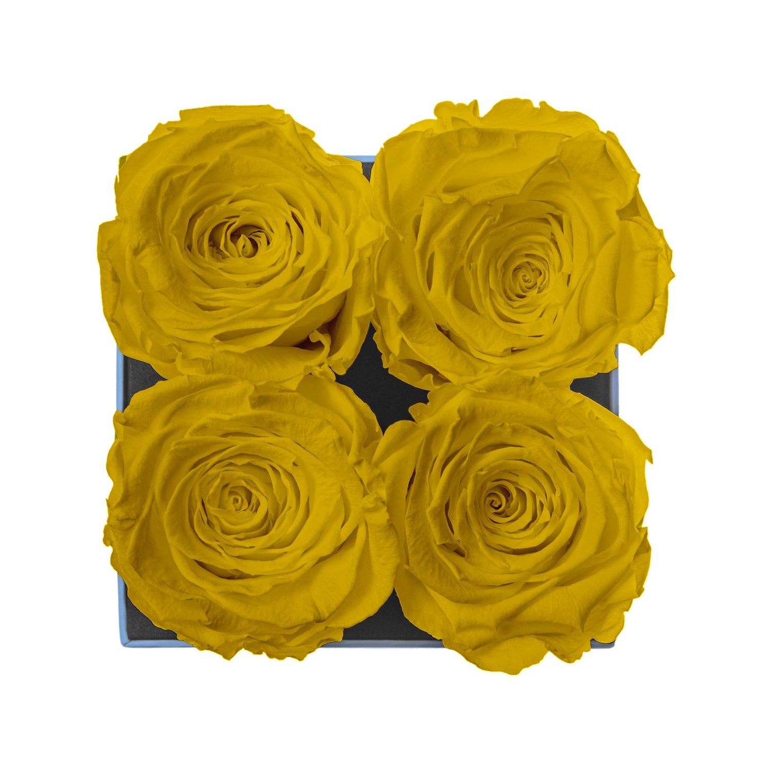 Four yellow preserved roses in a box on a white background