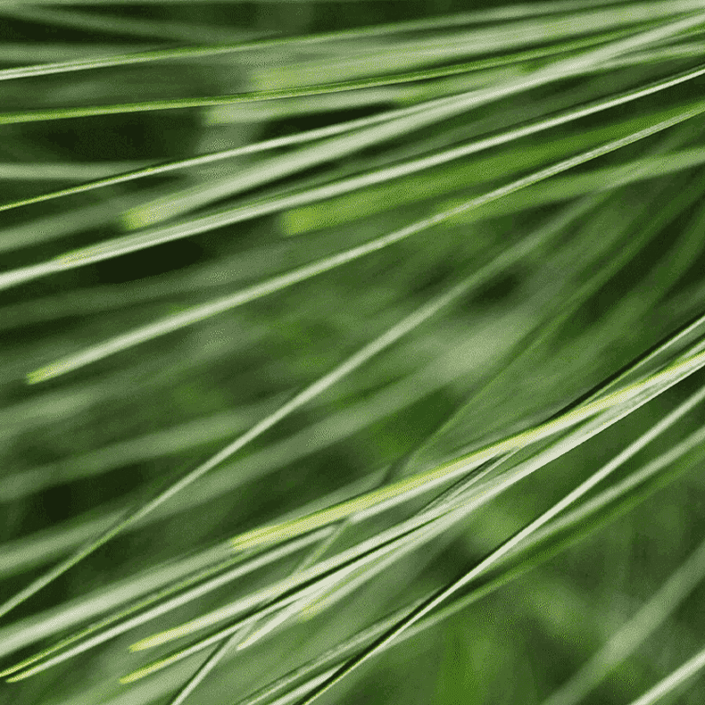 Close-up of green grass blades with a blurred background