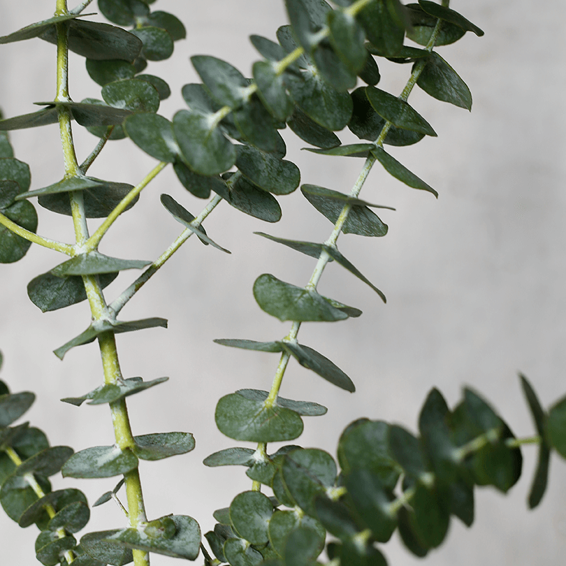 Close-up of green eucalyptus leaves against a neutral background