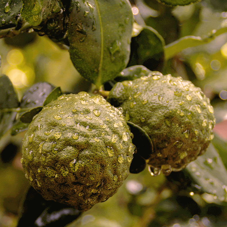 Green fruits with water droplets on a leafy background