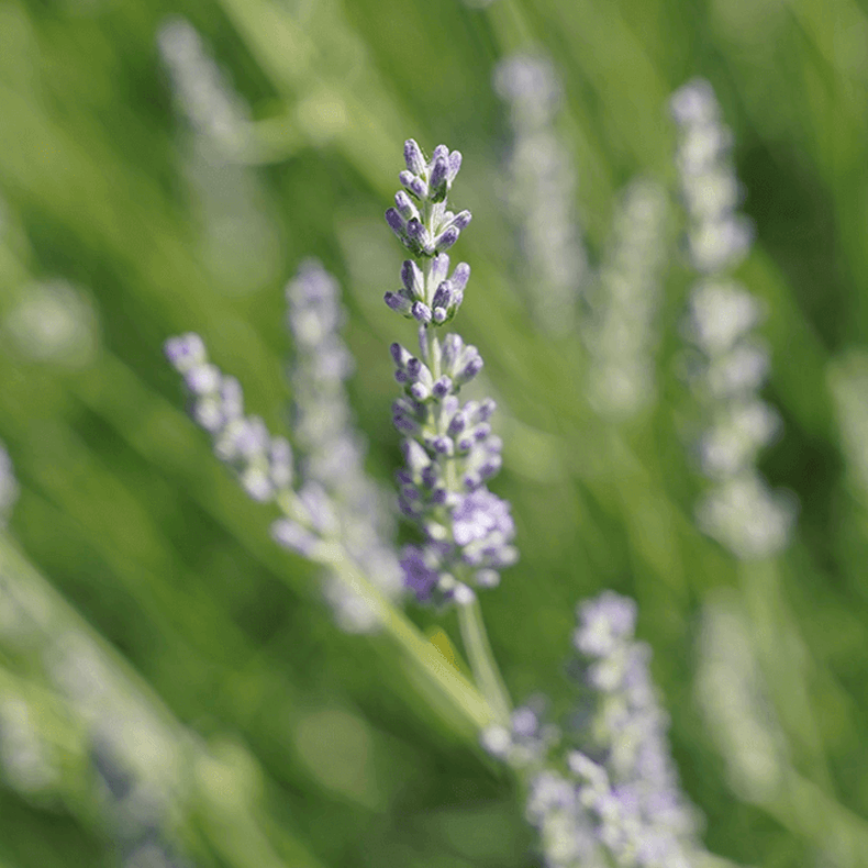 Close-up of a lavender plant with a blurred green background