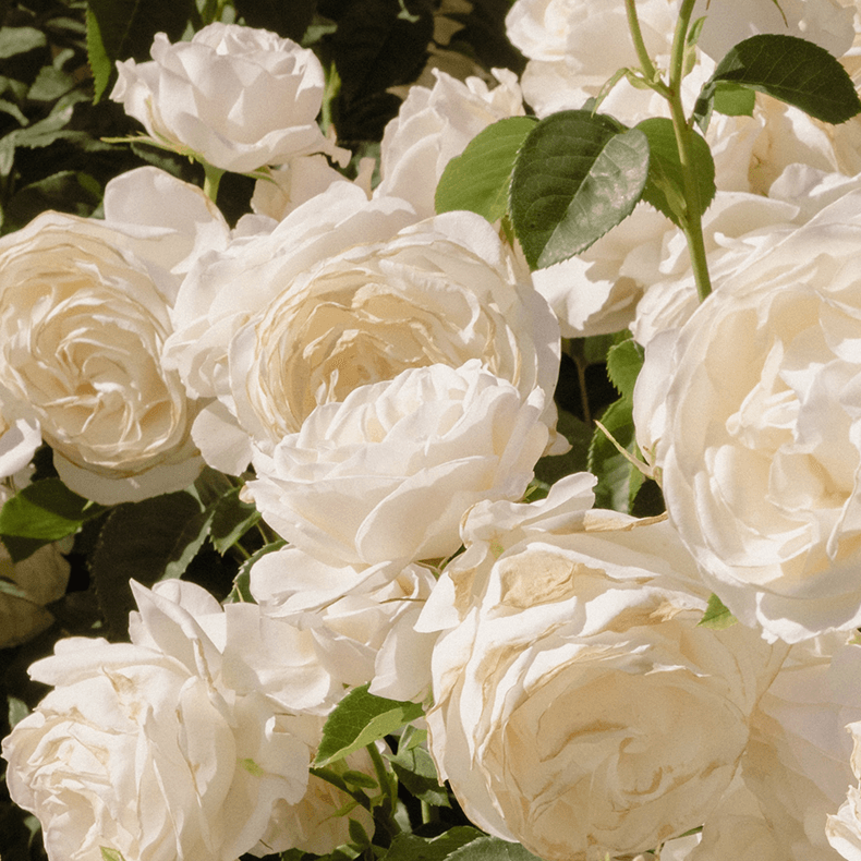 Close-up of white roses with green leaves