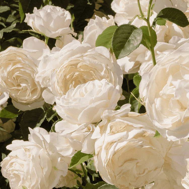 Close-up of white roses with green leaves