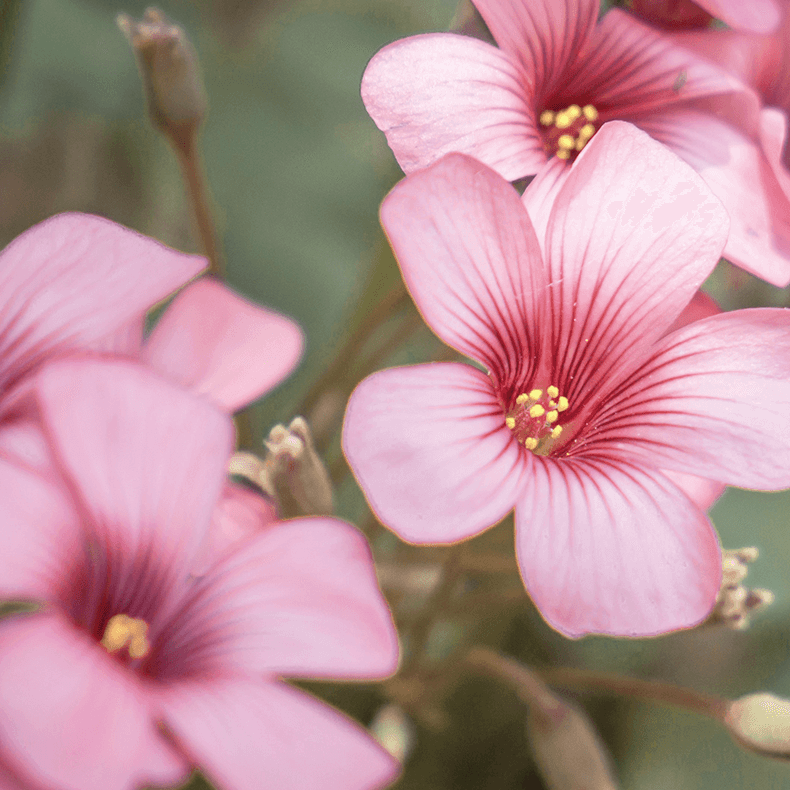 Close-up of pink flowers with a blurred green background