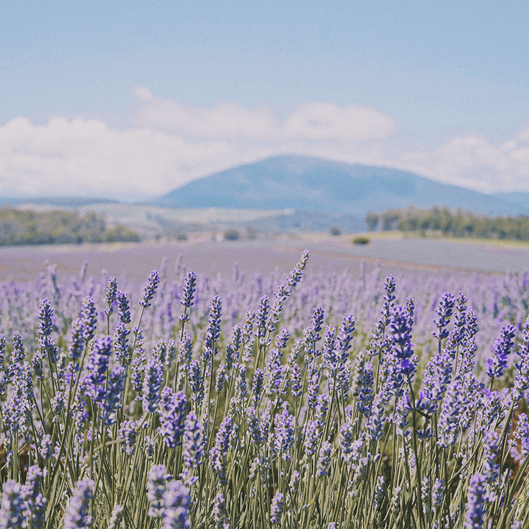Lavender field with mountains in the background