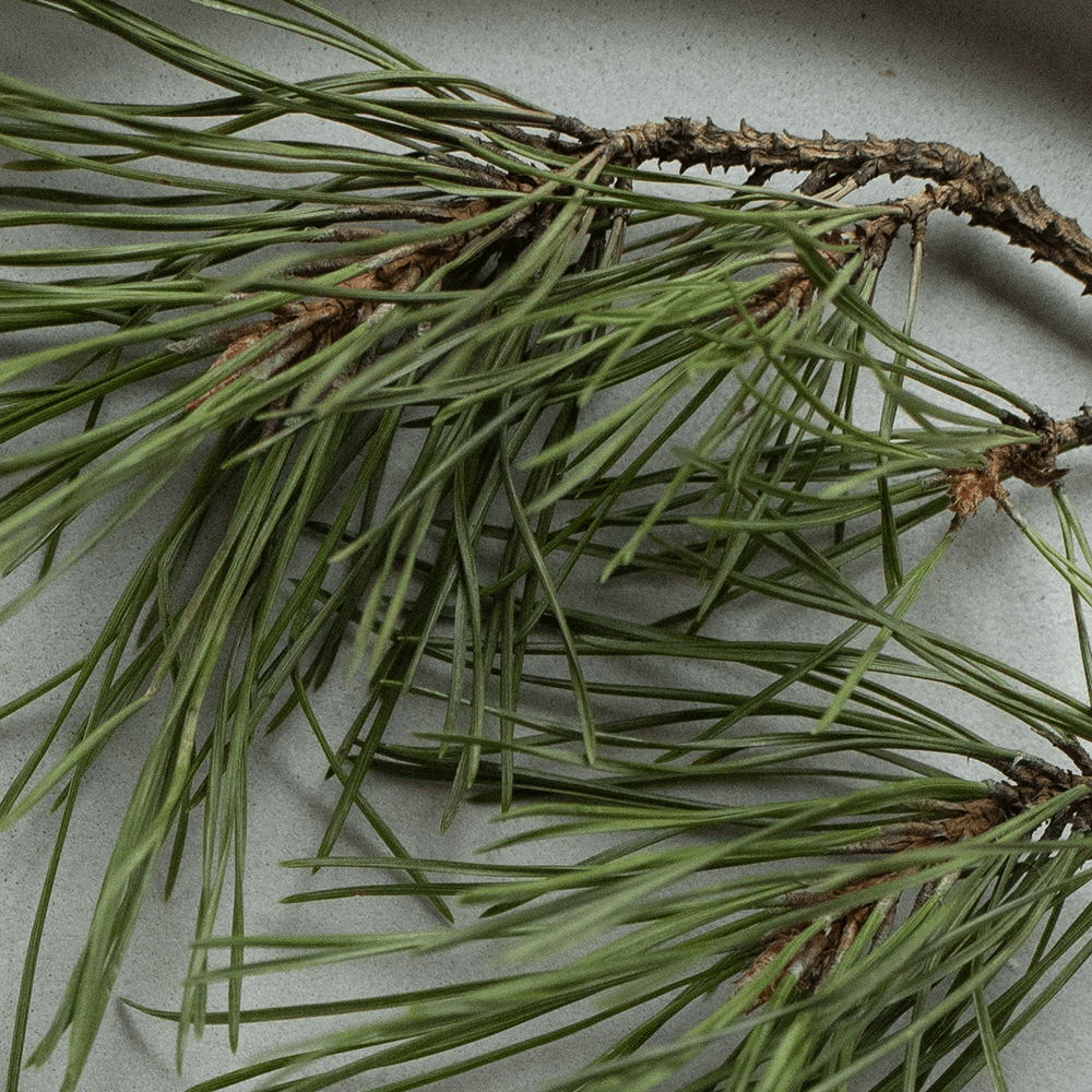 Close-up of a branch with green needles on a light gray background