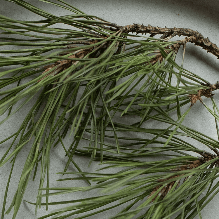 Close-up of a branch with green needles on a light gray background