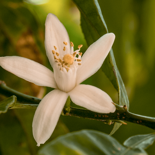 Vitruvi Forest Rain push-scent refill box on a white background