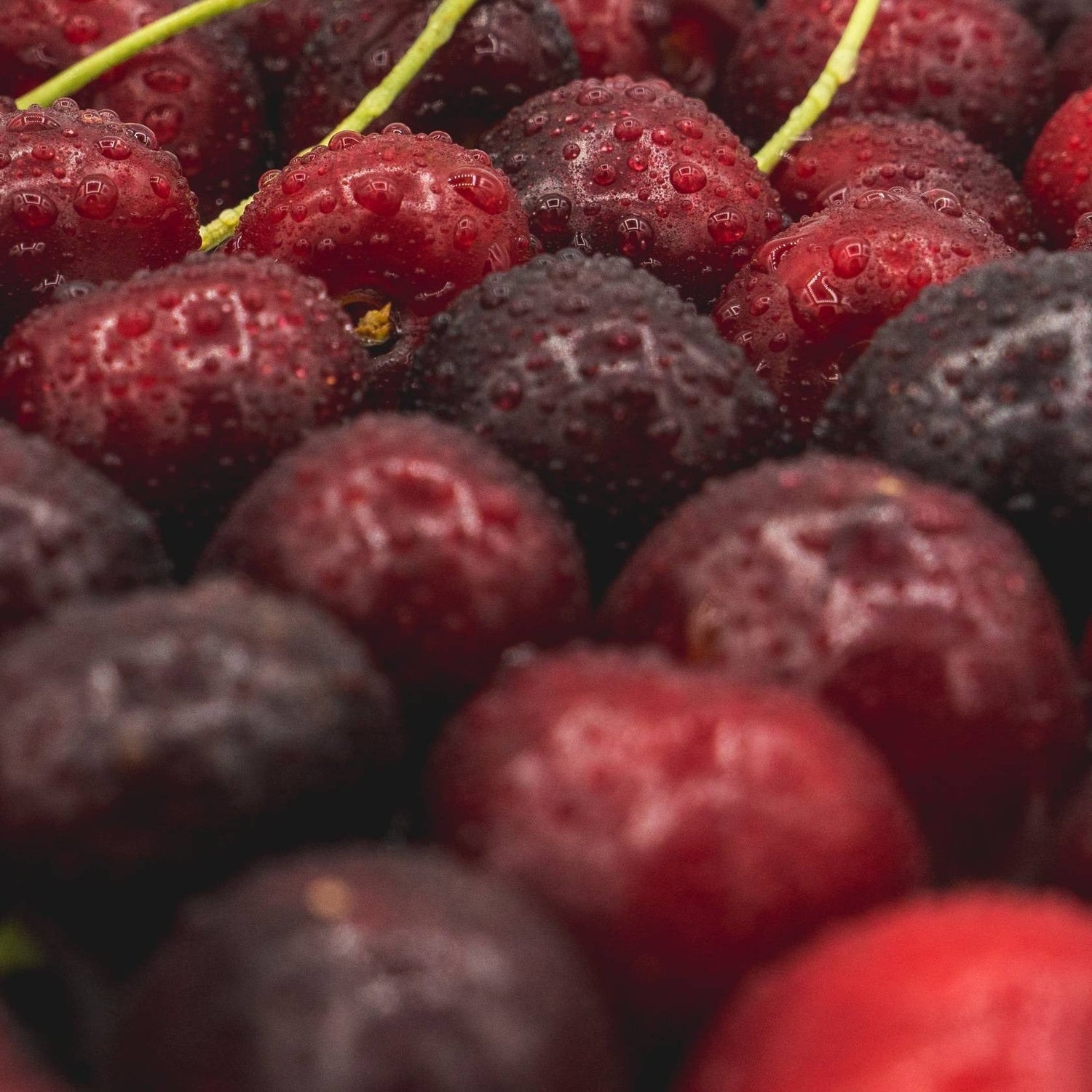 Close-up of dark red and black berries with a blurred background
