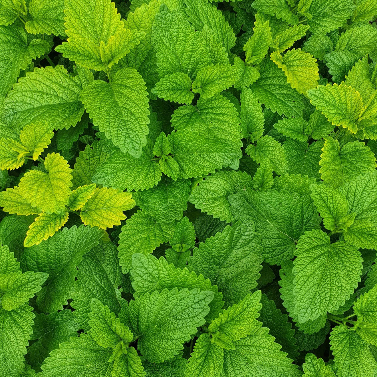 Close-up of green leaves with a focus on texture and color.