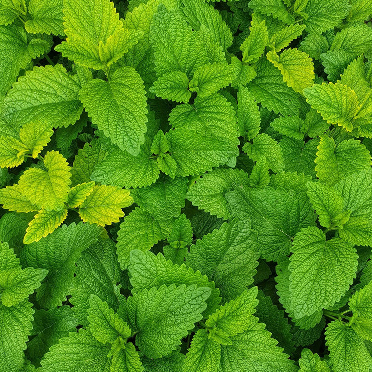 Close-up of green leaves with a focus on texture and color.