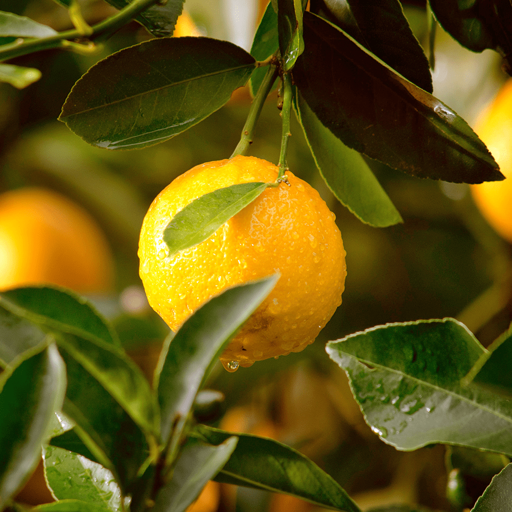 Close-up of a lemon on a tree branch with green leaves.