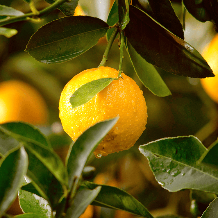 Close-up of a lemon on a tree branch with green leaves.