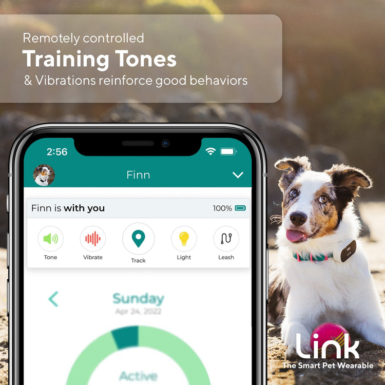 The Link Smart Pet Wearable