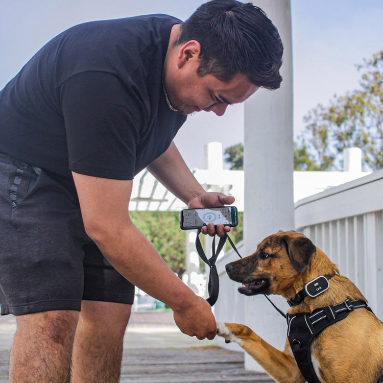 The Link Smart Pet Wearable